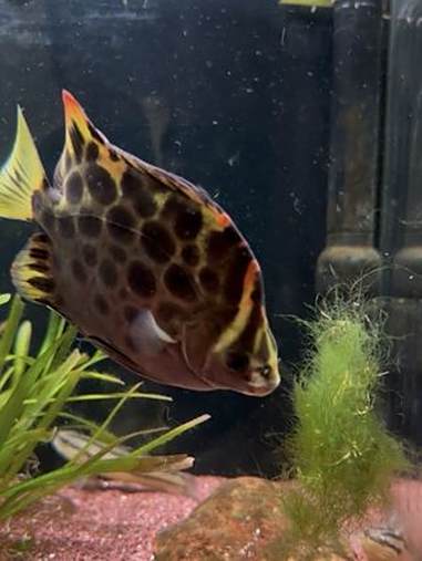 金鼓鱼,海鱼淡养,竟然也活了这么久,特别喜欢吃藻!