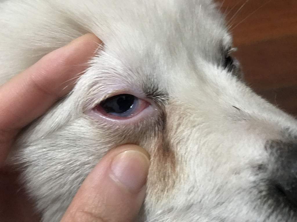 狗狗泪痕严重怎么治?教你4种方法拿走不谢!