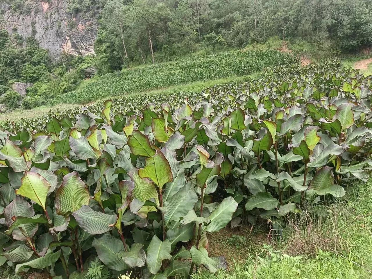 南薯的功效与作用图片图片