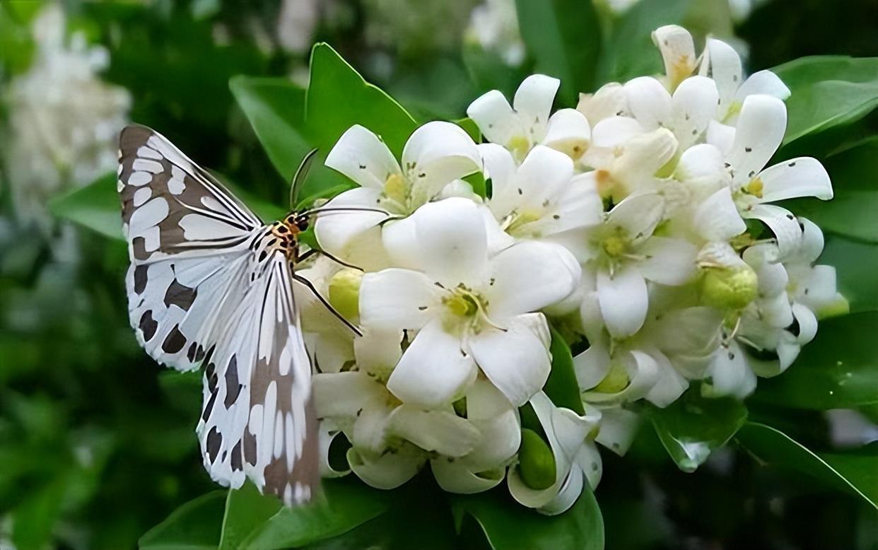 家里阳台放两盆"香水皇后",可以净化空气,关键是适合新手