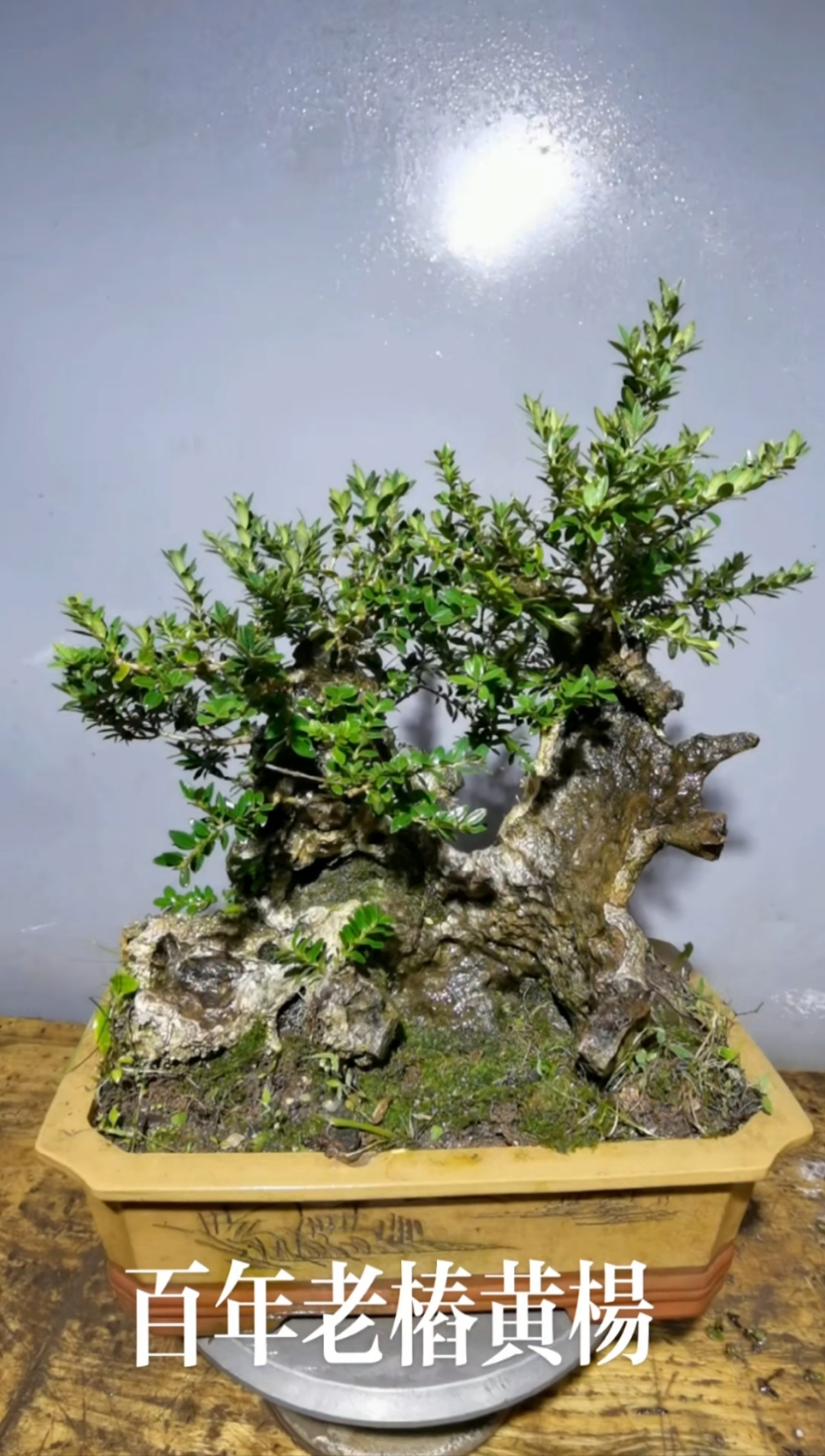 树桩黄杨盆景喜欢的点点关注-度小视