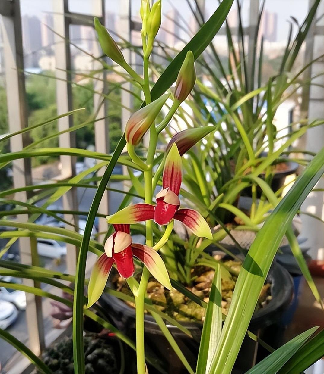 "国魂兰花"拥有鸡血般的花色,兰香诱人,好打理,很适合新手