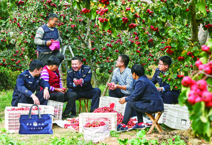 临沂庙山杨图片