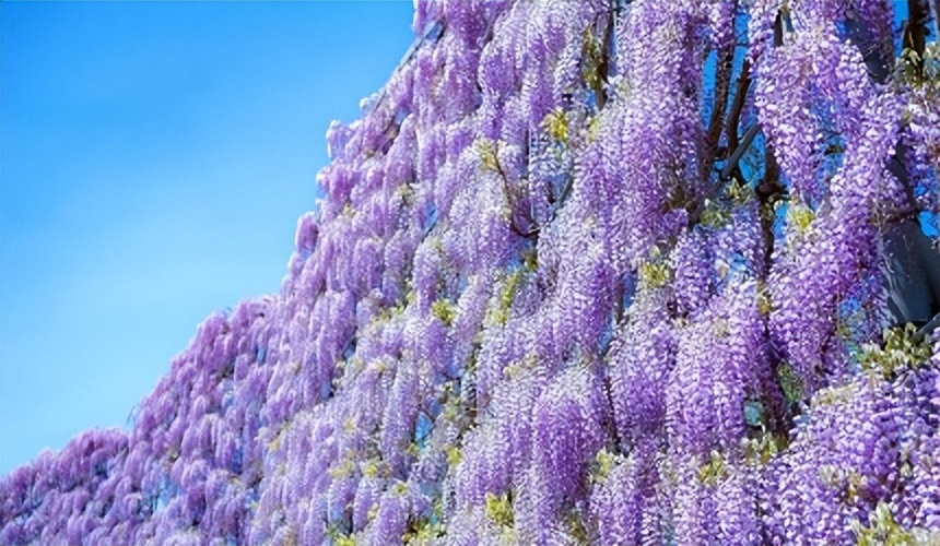 栃木县「足利花卉公园」紫藤花梦幻绝景,园内赏花,美食全攻略