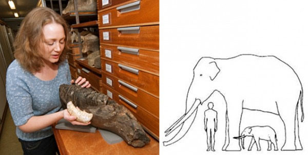 袋貘,是一种类似牛大小的远古灭绝动物,体重可能达到500公斤