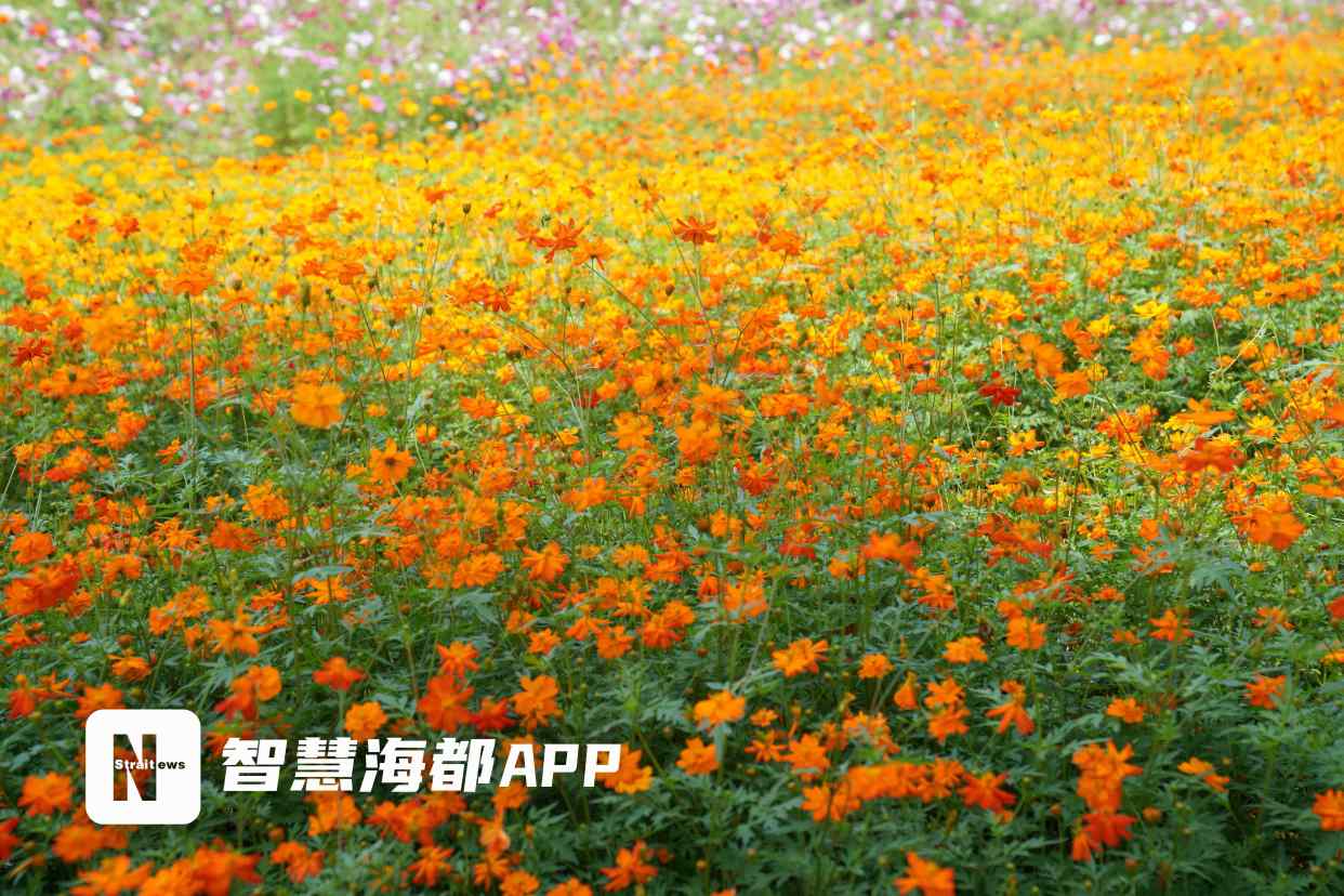"硫华菊"迎盛花期,来福州花海公园感受初夏浪漫!