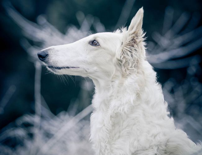 苏俄猎狼犬纯白图片