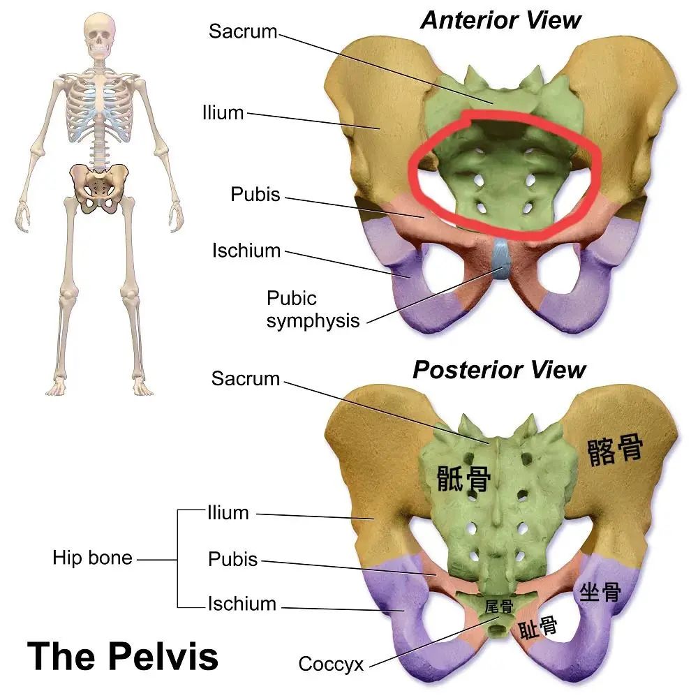 零基础学解剖