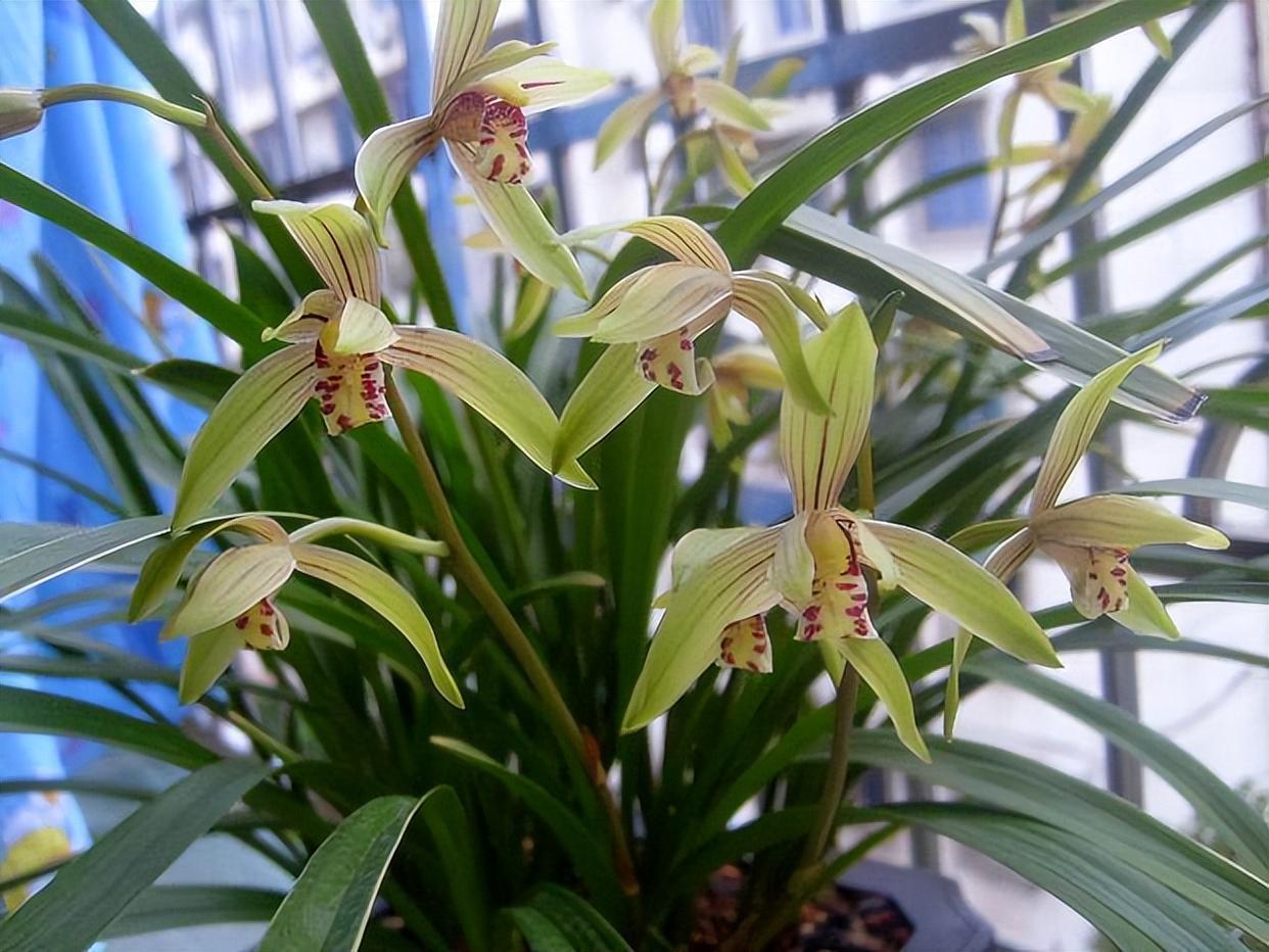 兰花"小桃红",一年开花几次,兰香浓郁,价格便宜,养护也容易