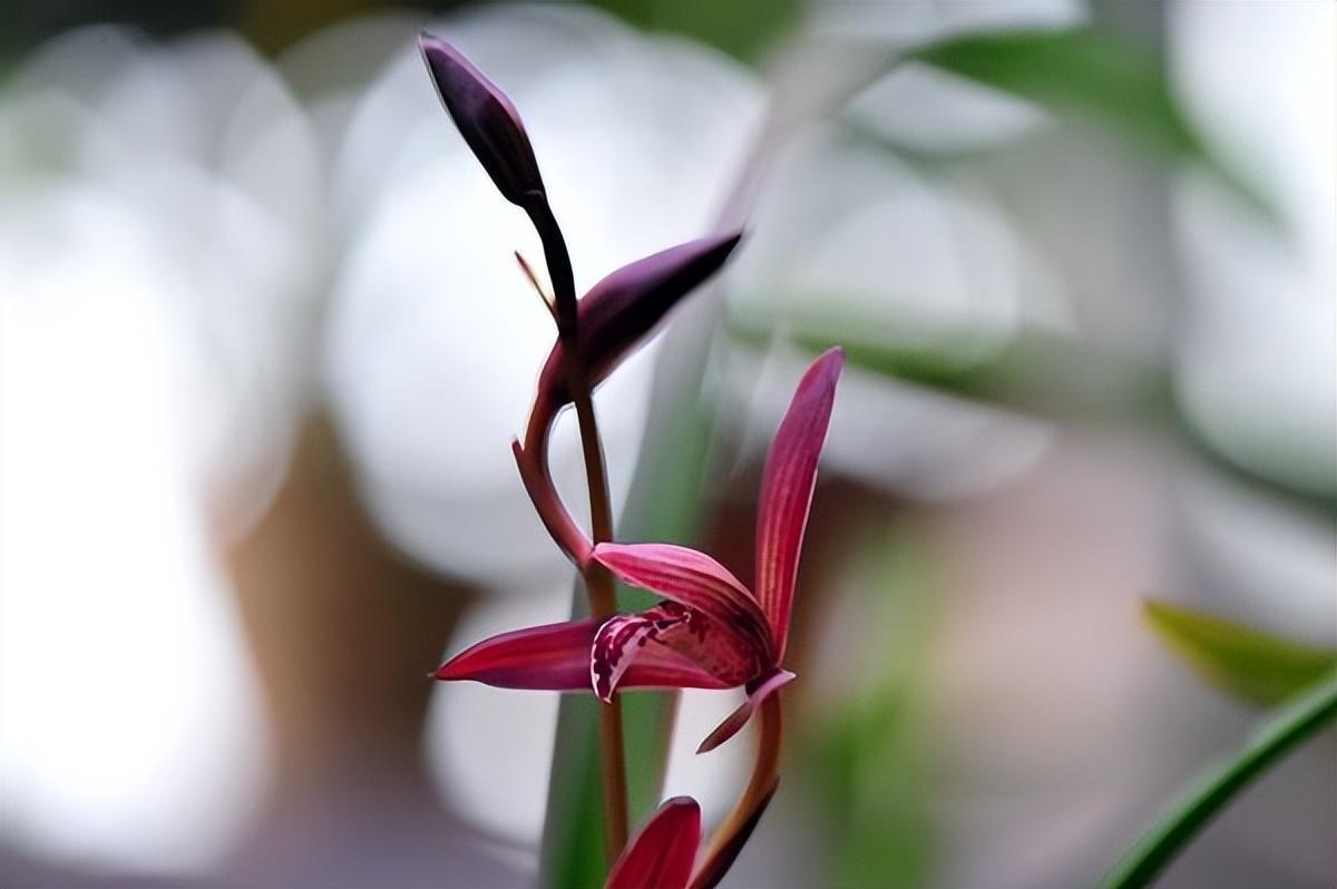 最不像兰花的"兰花",花色独特,珍贵又稀少