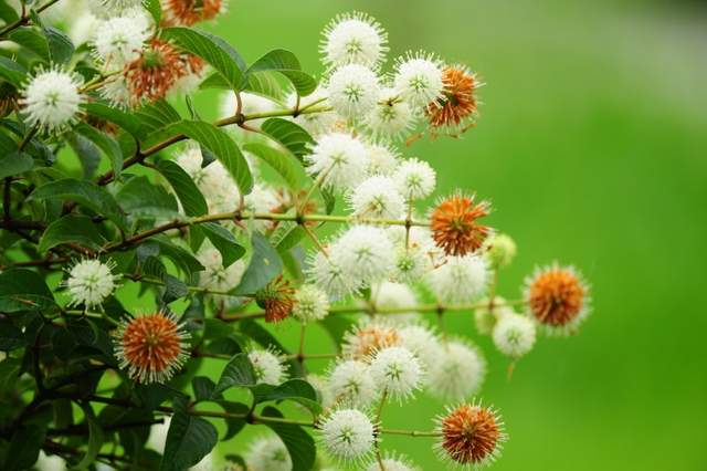 风箱树—花朵像"新冠病毒,它水陆两栖,是净化水质的好树种