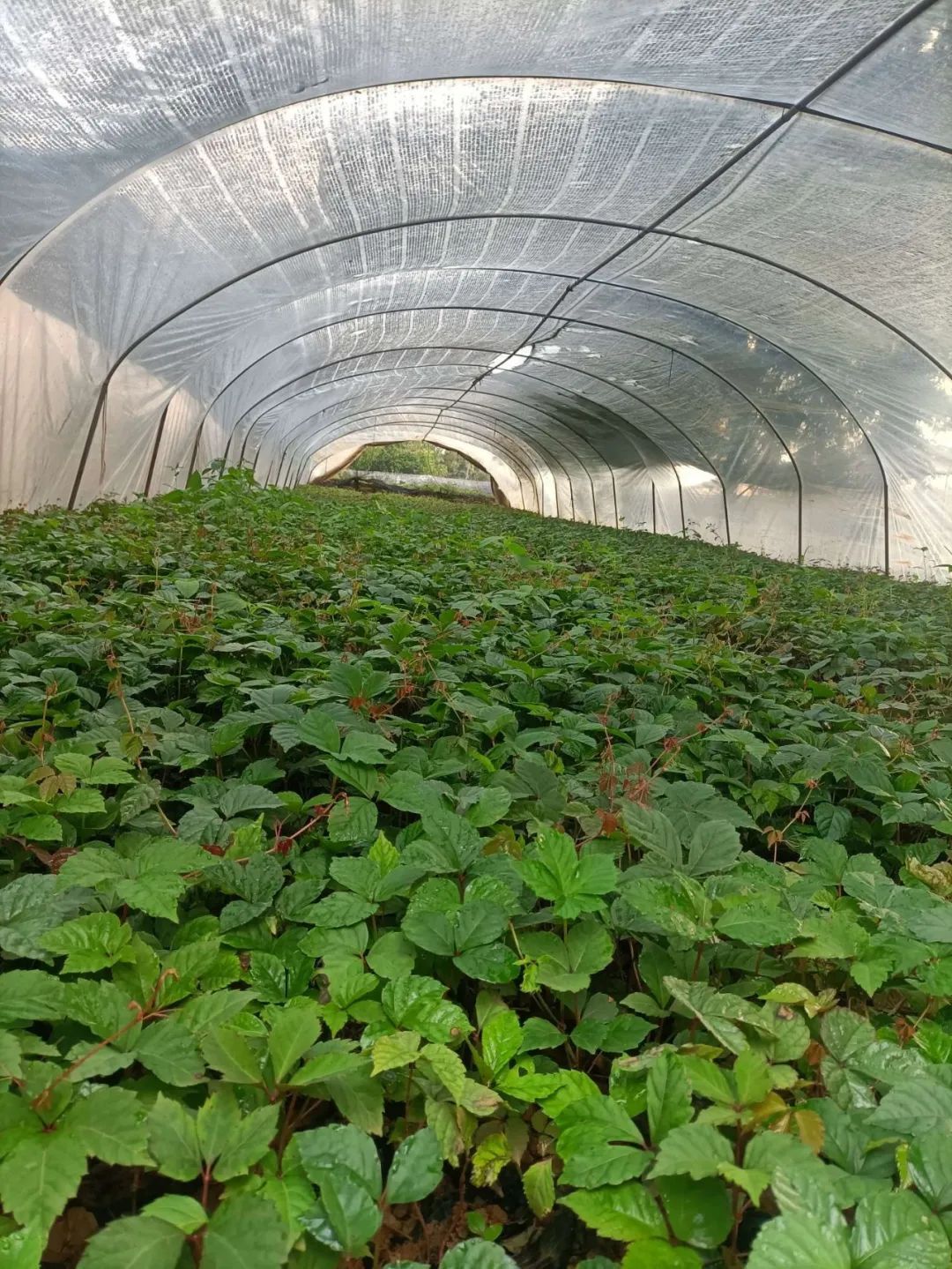 昆明宜良苗圃基地苗木图片