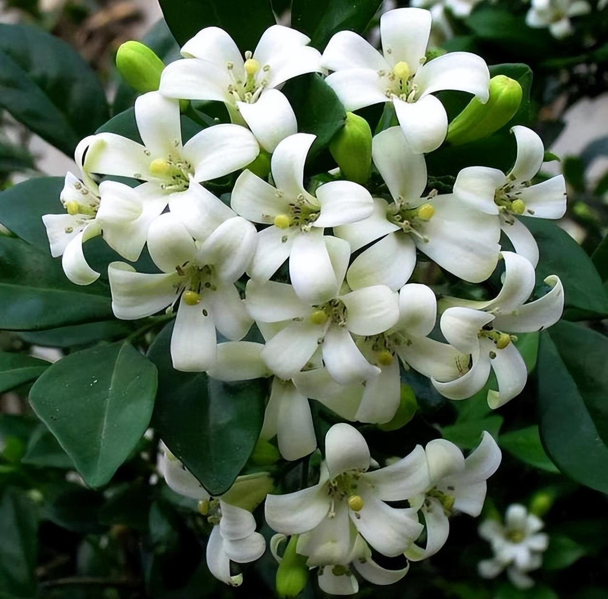 "香水皇后"在阳台放两盆,可以净化空气,关键是适合新手