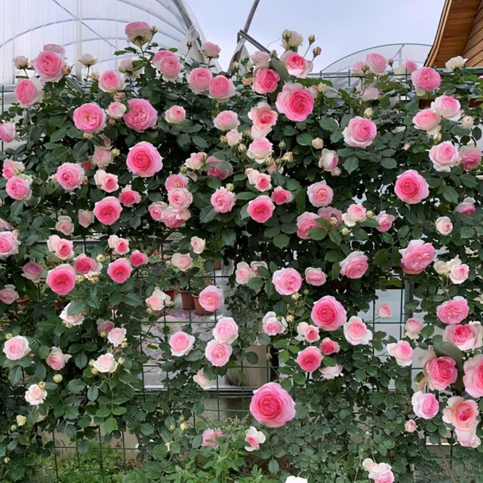月季花墙,小苗快速成型的"窍门",一年满枝芽,长出一墙花