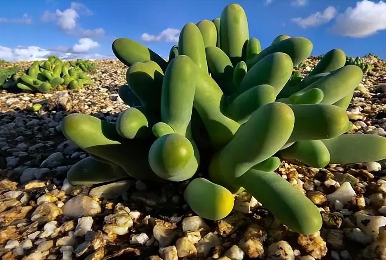 因为挖多肉被罚230万,神奇的沙漠多肉王国,它到底有多美?