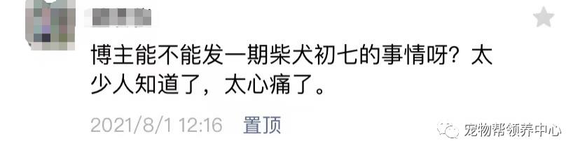 柴犬初七当街被偷走怎么回事柴犬初七事件始末凶手抓到了吗