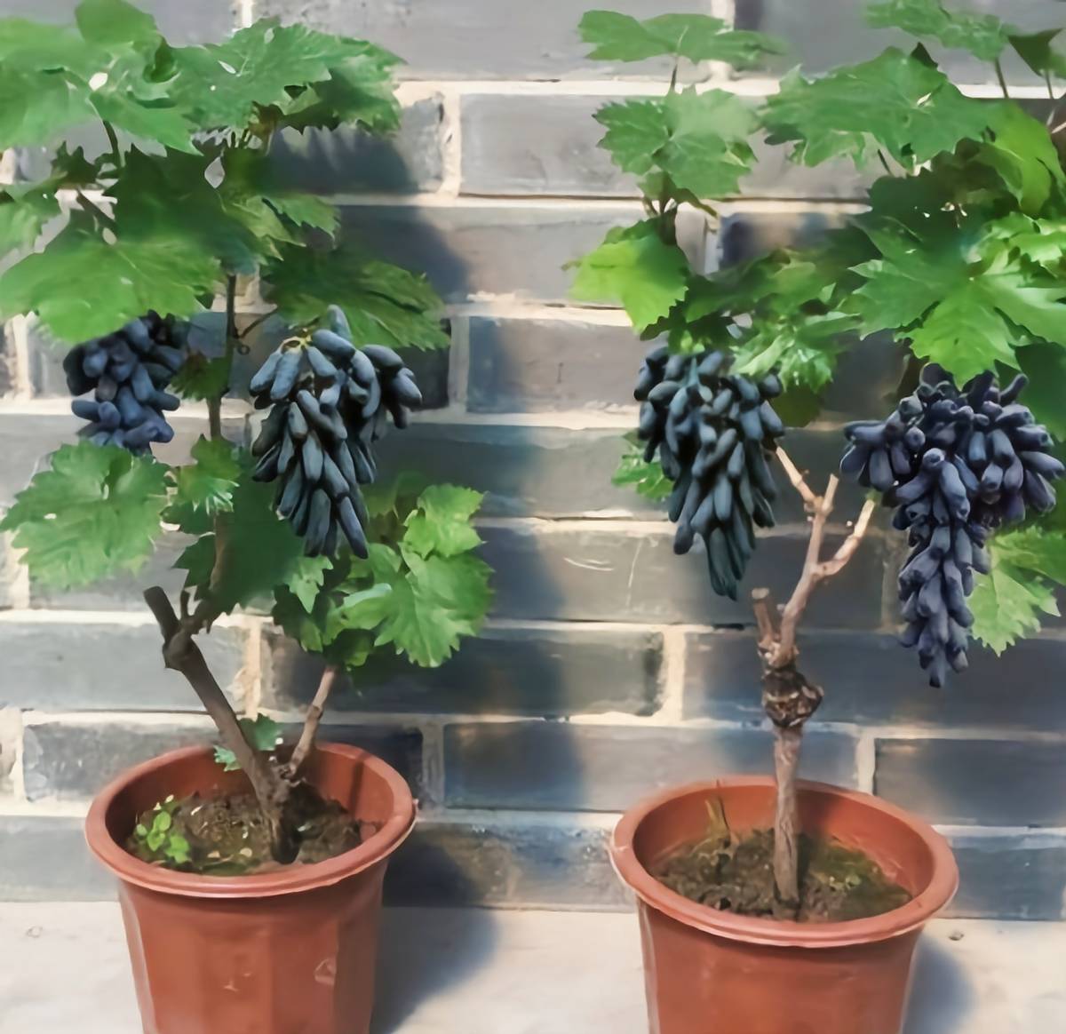 家门口别空着,养2棵蓝宝石葡萄,香甜可口,新手也能养结果