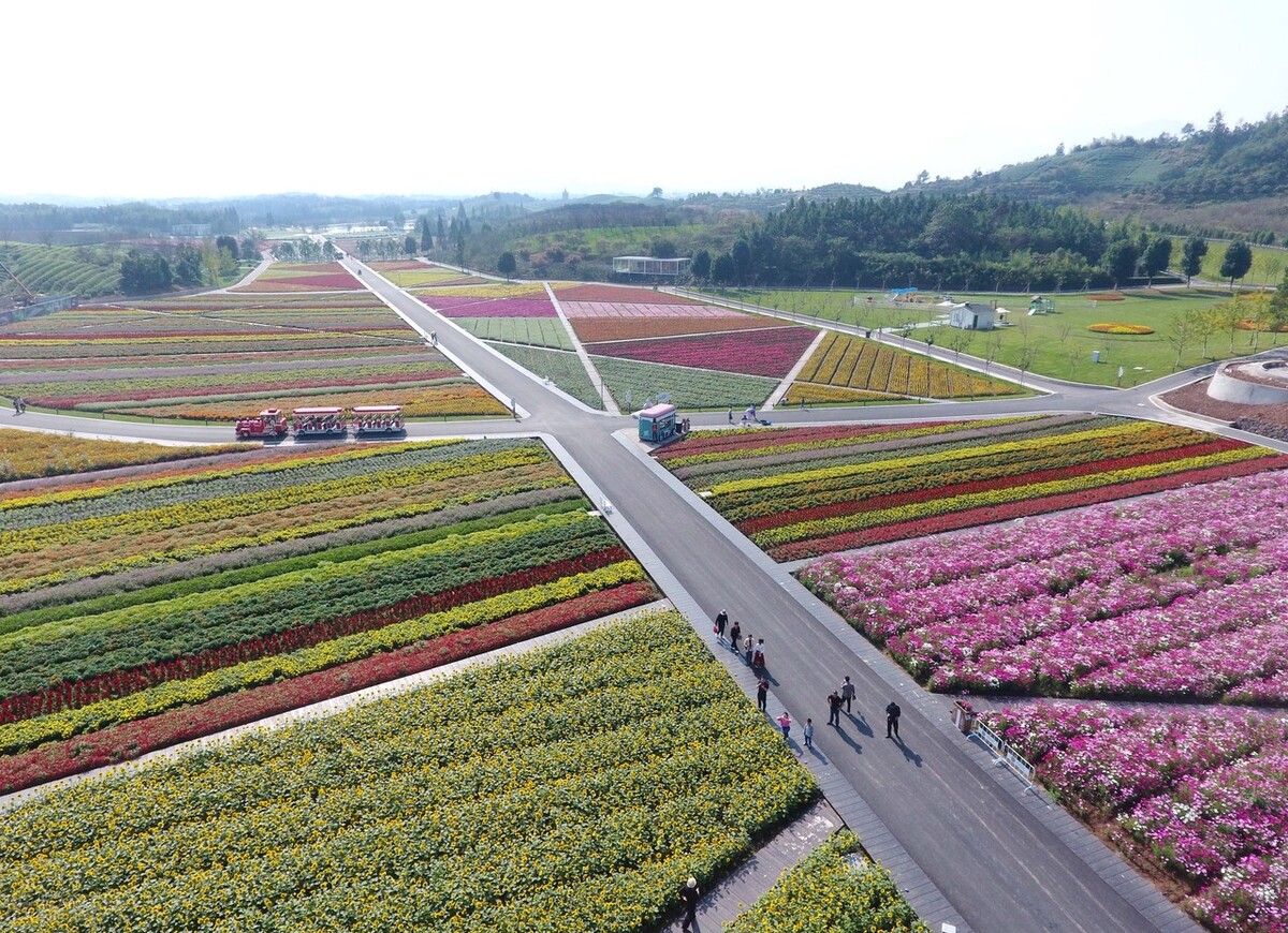 江油花田部落景区图片