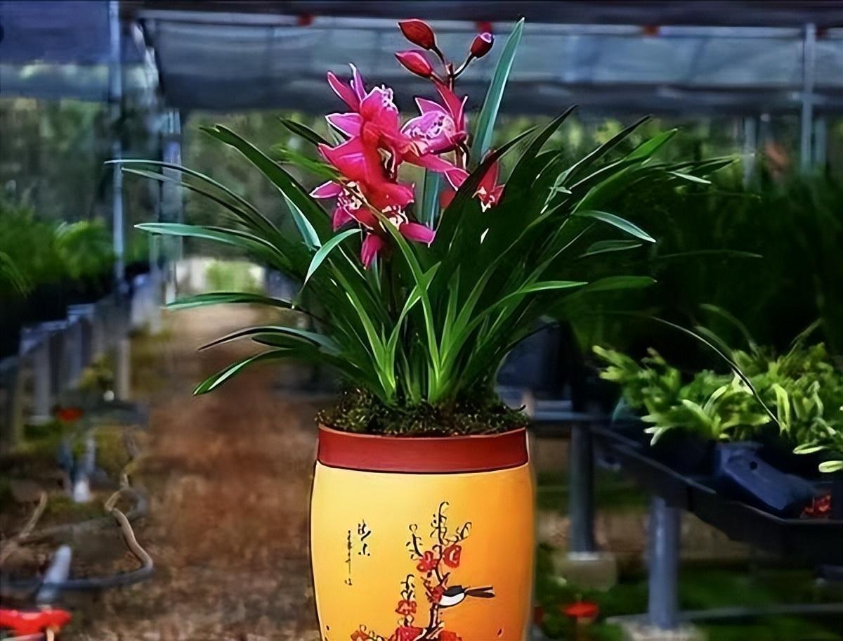 兰花大将军,既气派又红火