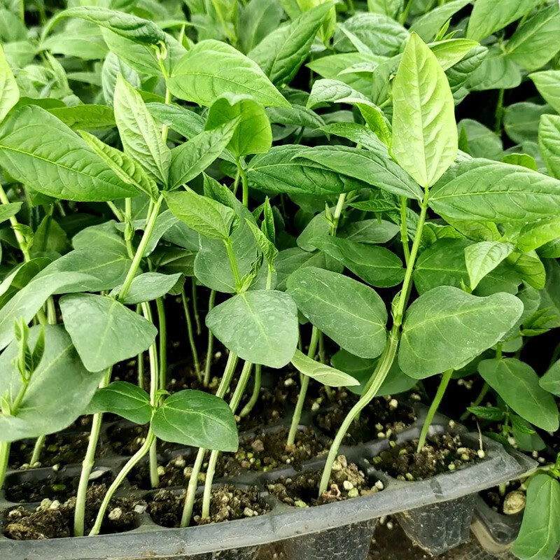 豆角种植简单,容易生长,豆角高产的方法,值得学习