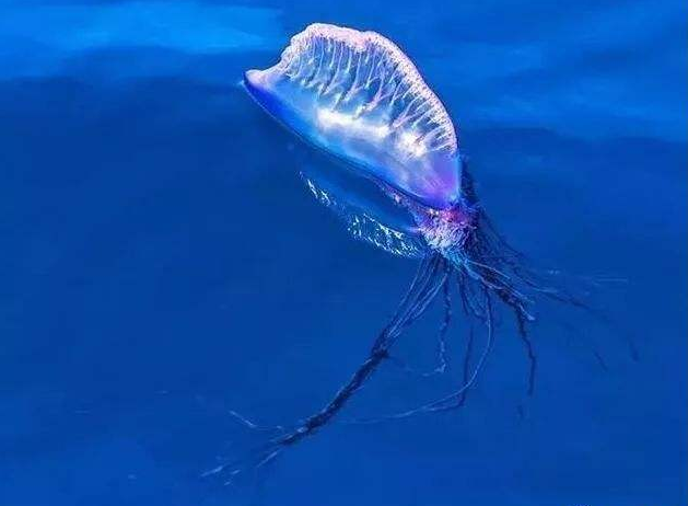 僧帽水母的毒性究竟有多强?它有天敌吗?