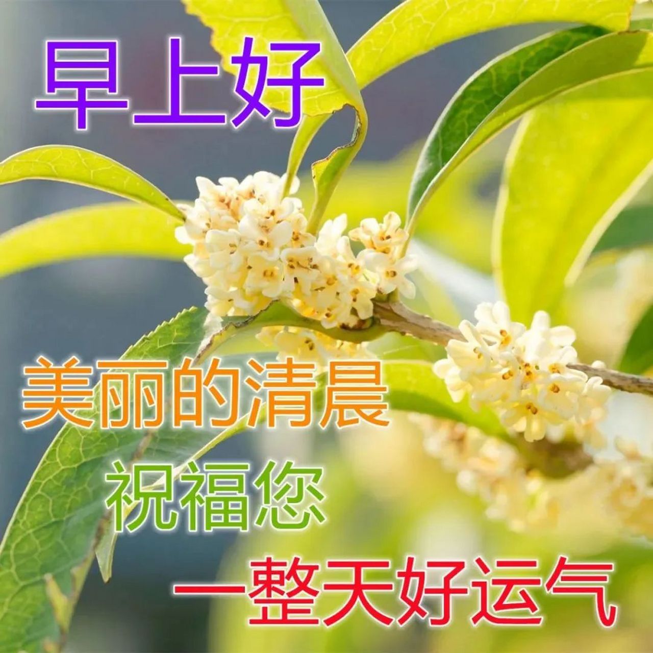 清早发微信早上好问候图片鲜花带字 早晨美好祝福送给你 1. 早上好!