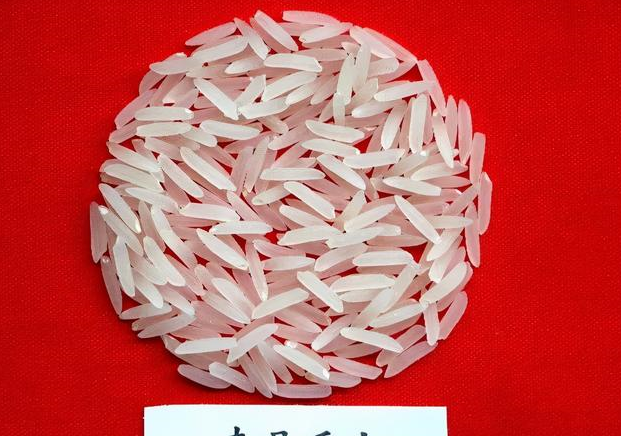 浓香型丝苗米品种南晶香占,产量高,米质优,香味浓厚,抗稻瘟病