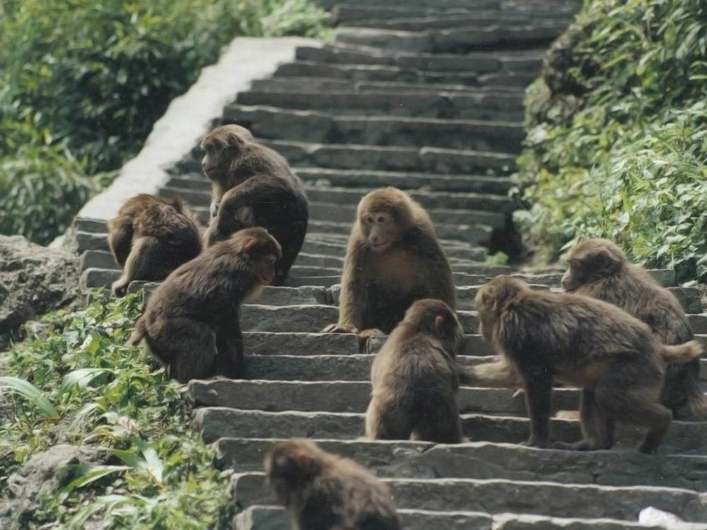 广东粤北发现青猴,坐在山坡上摇头晃脑,独自行动不太寻常