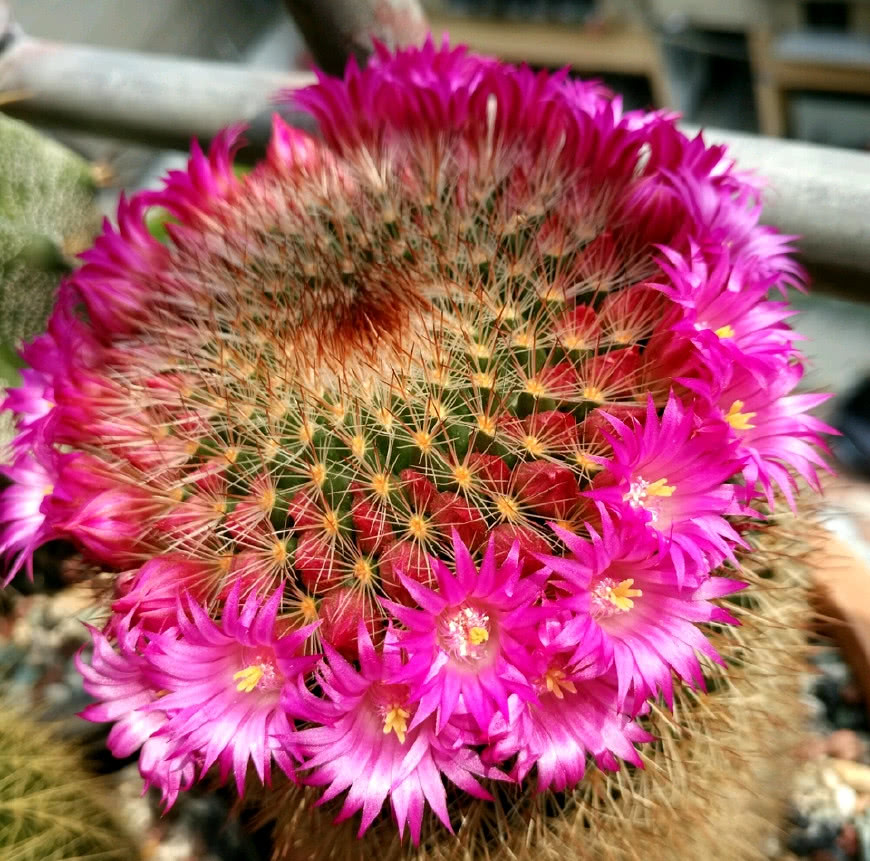 胖嘟嘟的多肉开花啦,没想到这么美!一起来欣赏吧