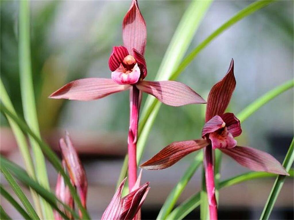 它是春兰十大红素之首,红杆红花,兰香芬芳,适合新手