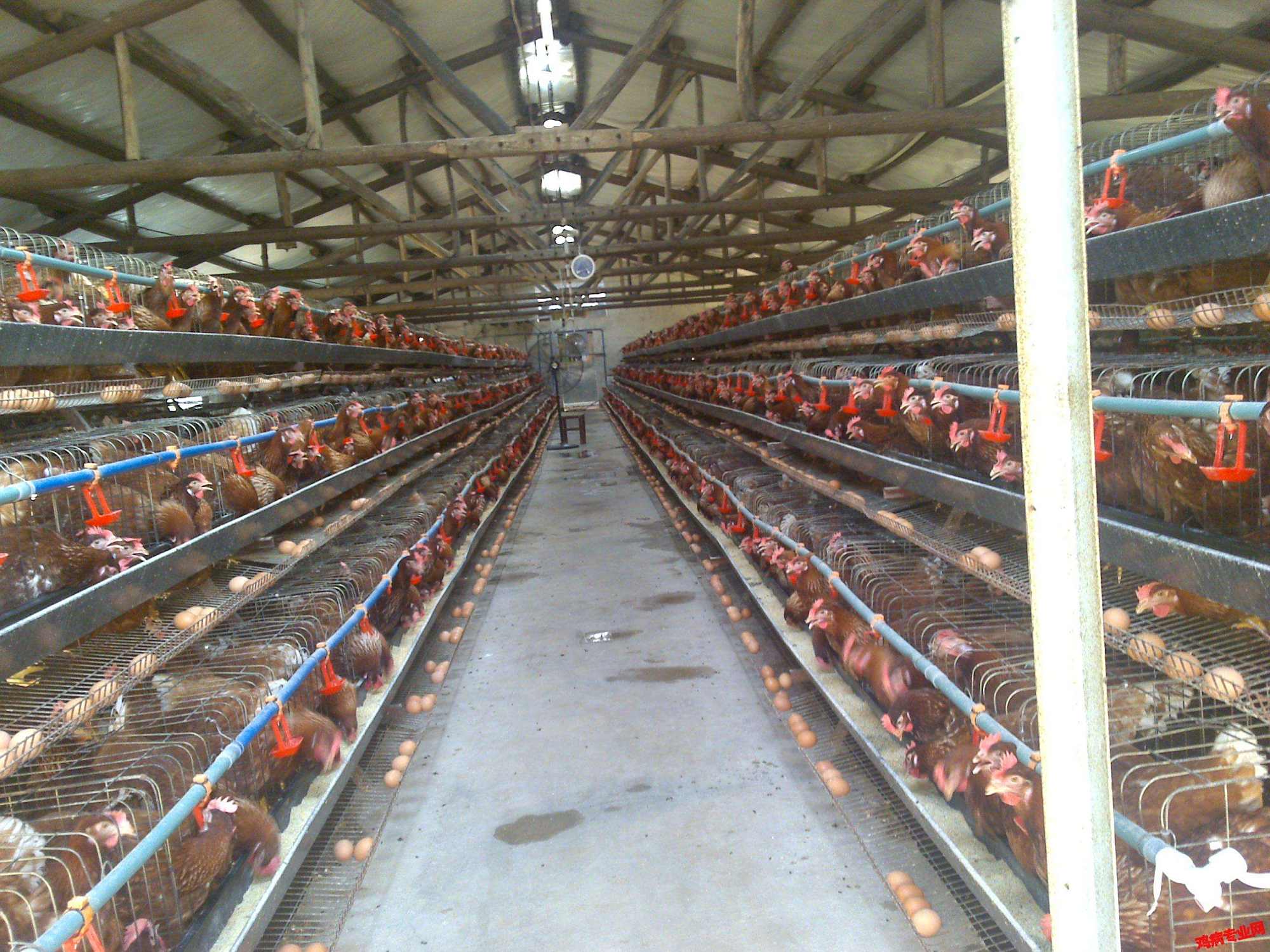 在农村养鸡,没有看上去的那么容易,这些养鸡问题你遇到过几个?