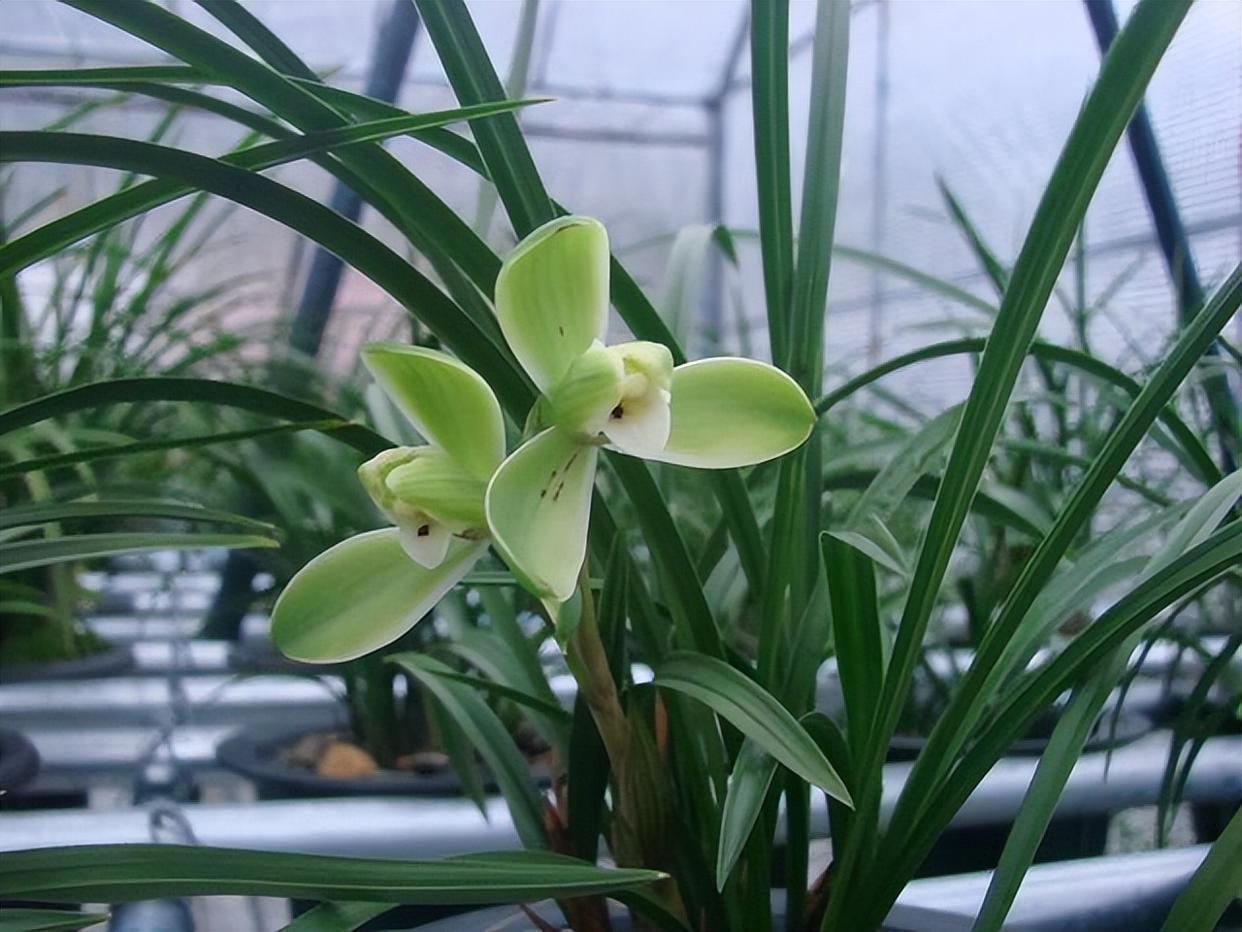 这款"梅瓣兰",适合现在养,开品大气,花美香浓真带劲