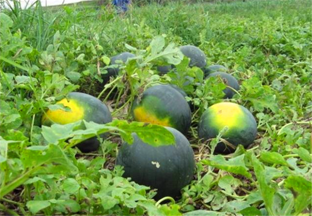 重达40斤的黑皮西瓜,之前满大街都是,为什么如今很少见了?