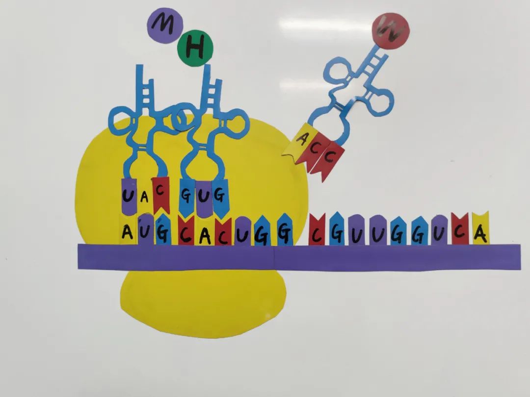 厉害了!淮北一中三位生物老师自制教具荣获一等奖!