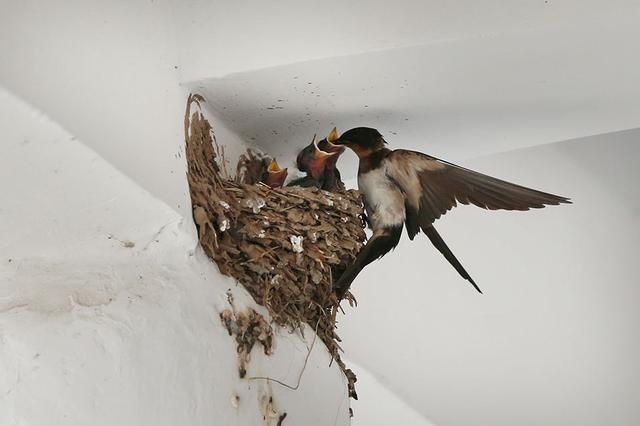 燕子筑巢的样子图片