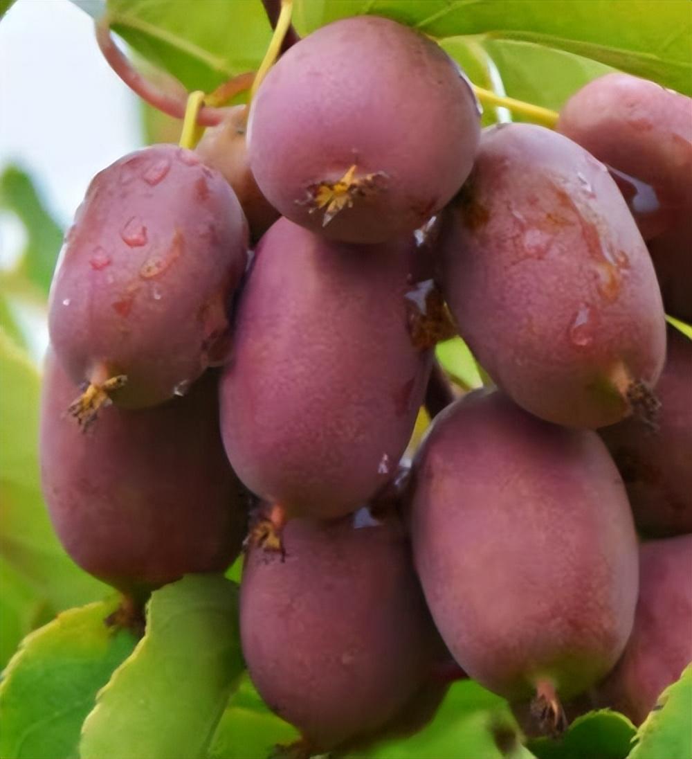 软枣猕猴桃,家中栽种果树首选