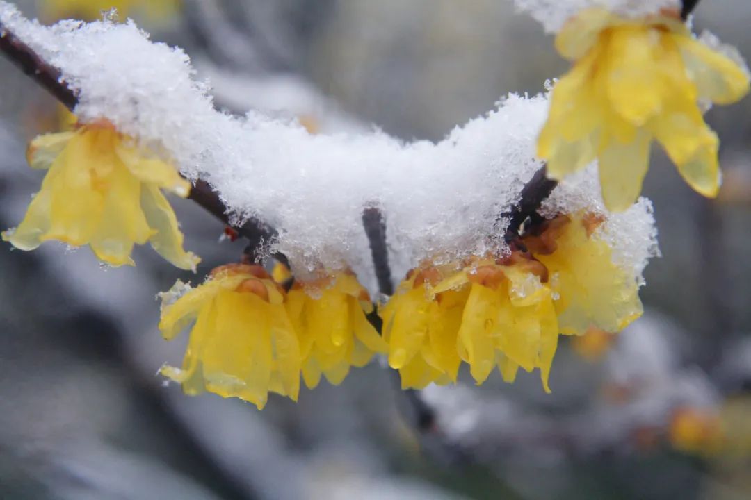 初冬,我在南翔等一场雪