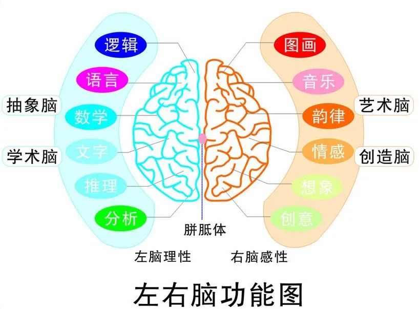 大脑的发育过程图解图片