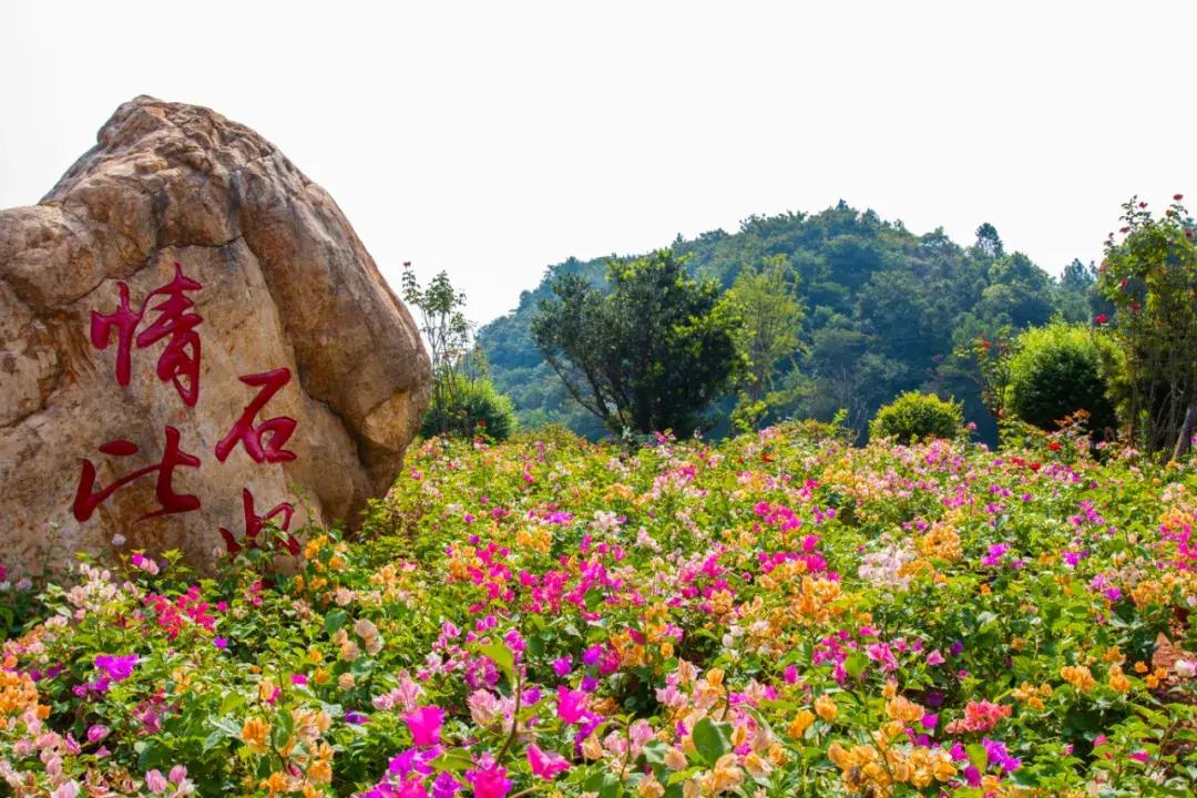 茶鄉花海景區|提質改造我們是認真的,還大家一片心目中的花海