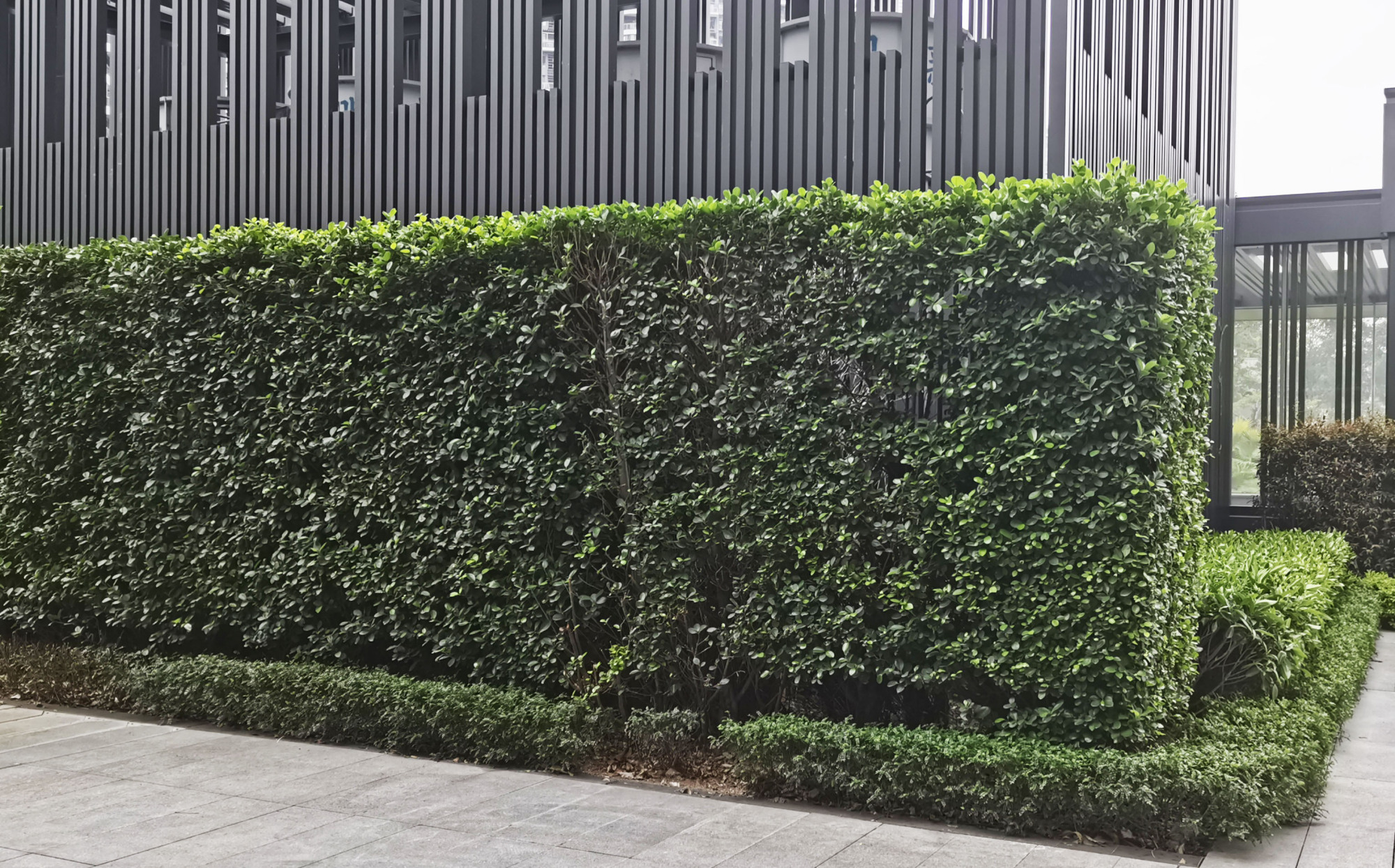 这8种植物,常做绿篱墙,修剪整齐的绿篱,看上去"清清爽爽"