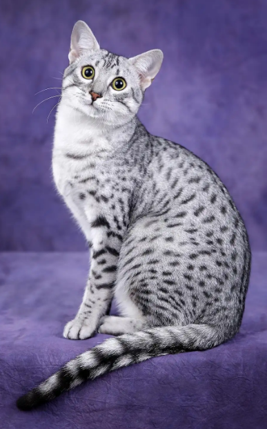 72种猫咪品种大全图片及介绍-1|猫咪品种知多少?看看你认识多少