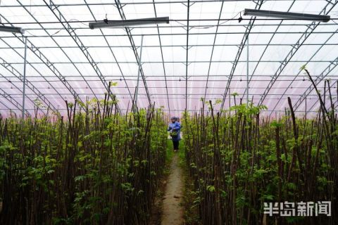 春日寻鲜|大棚椿意闹,稚芽早争俏!平度大棚香椿从元旦前就开始采摘