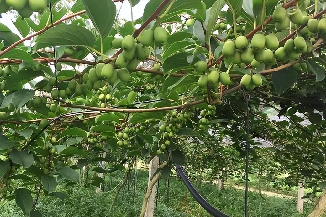 家里有块空地,软枣猕猴桃果树种2棵,不挑土壤,好养易活