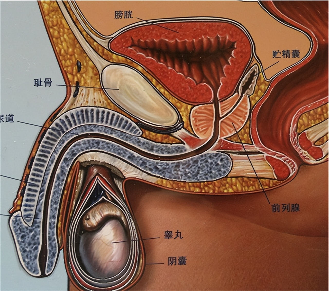 膀胱精囊三角图片