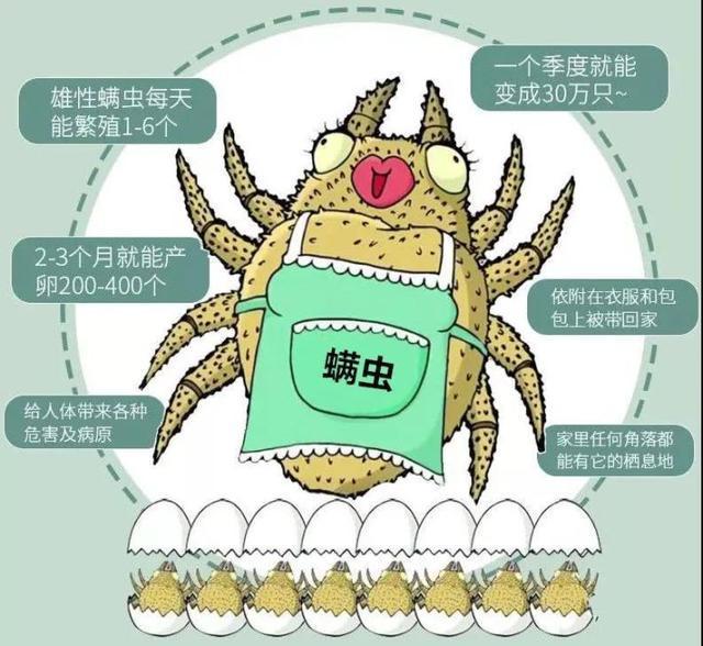 螨虫是什么?