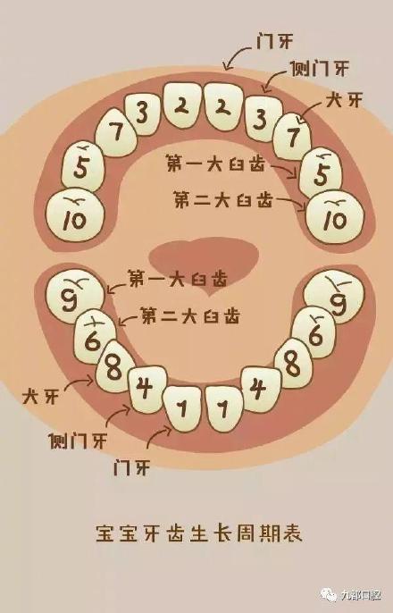 宝宝长牙顺序不对图片