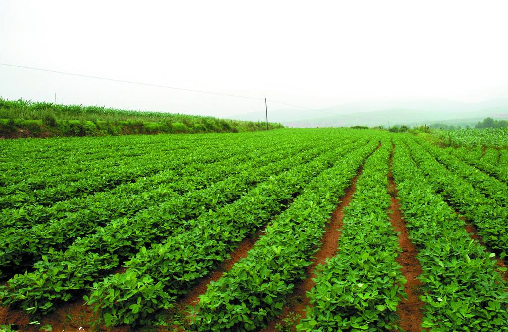 亩产上千斤的花生,是用什么方法种植出来的?技术终于公开了!