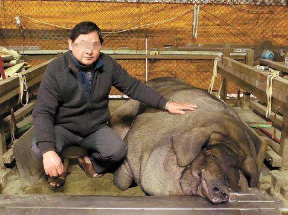 猪的寿命有多长?一直养的话能长多重?