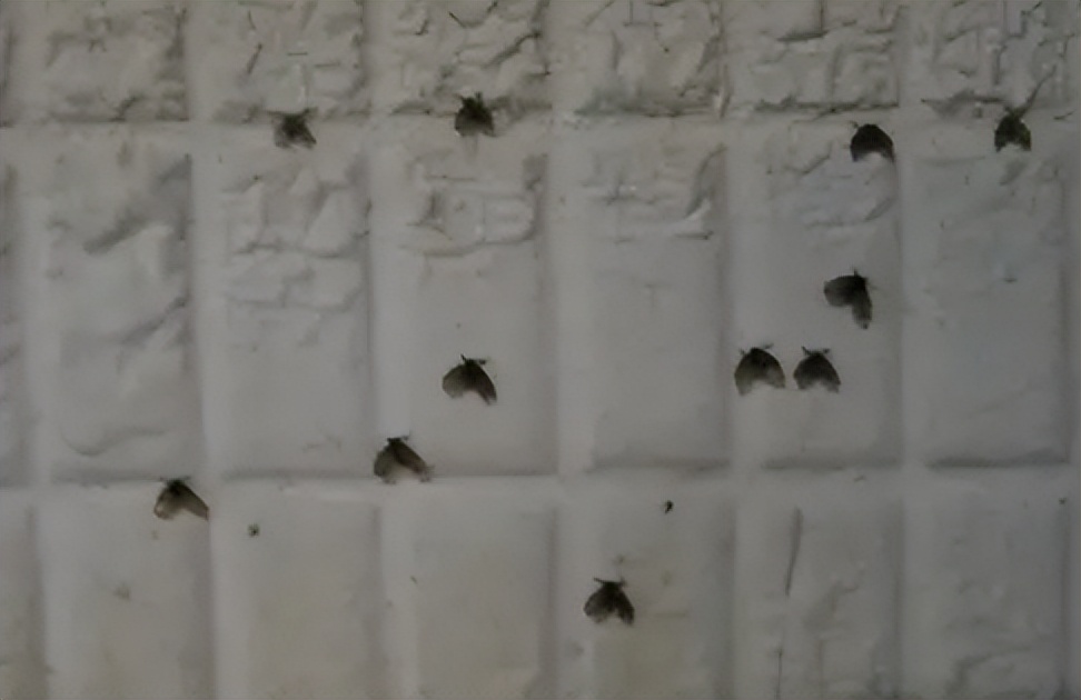 厕所里的不速之客——蛾蚋