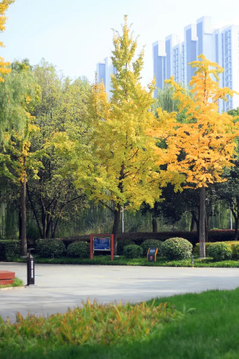 当永阳公园开启了秋色滤镜.